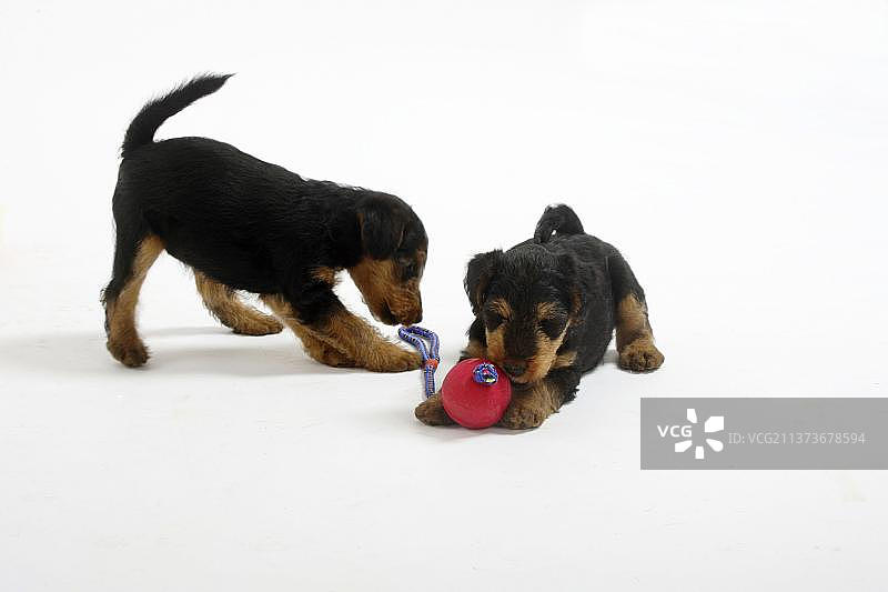 威尔士梗犬幼犬和玩具球图片素材