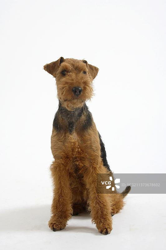 威尔士梗犬，母犬图片素材