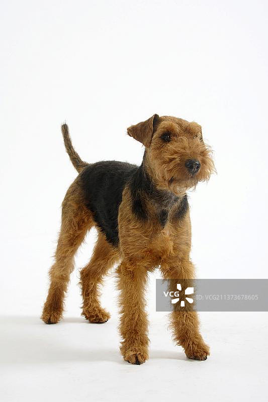 威尔士梗犬，母犬图片素材