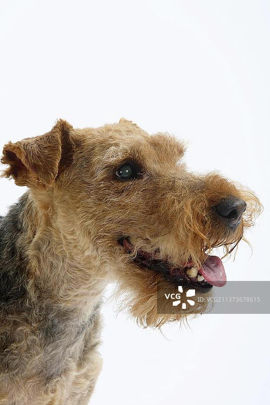 12岁的威尔士梗犬图片素材