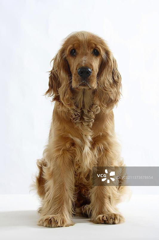 英国可卡犬，6个月图片素材