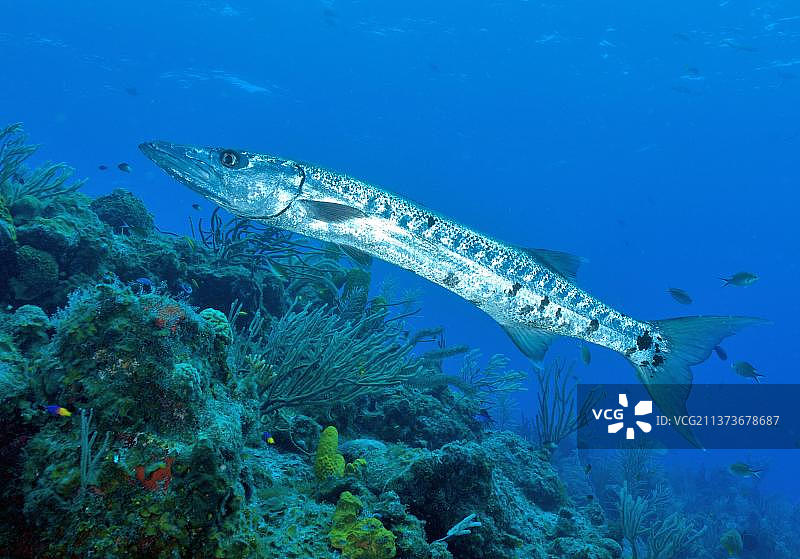 加勒比海梭鱼图片素材