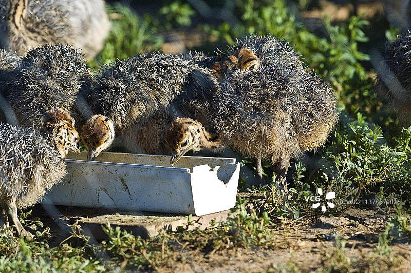 南非非洲的鸵鸟幼雏在饲料槽旁图片素材