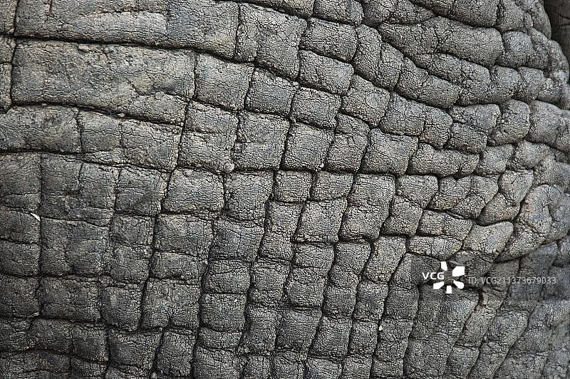 非洲象的皮肤细节图片素材