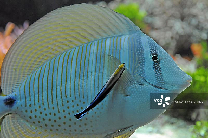 帆鳍刺尾鱼图片素材