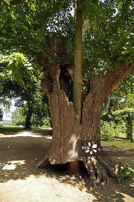 空心树干中生长的椴树图片素材