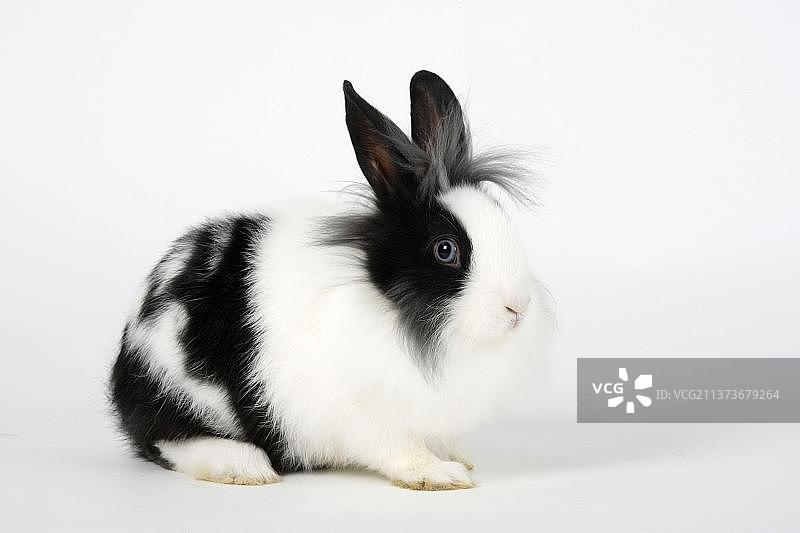 狮子兔，黑白色，13周图片素材