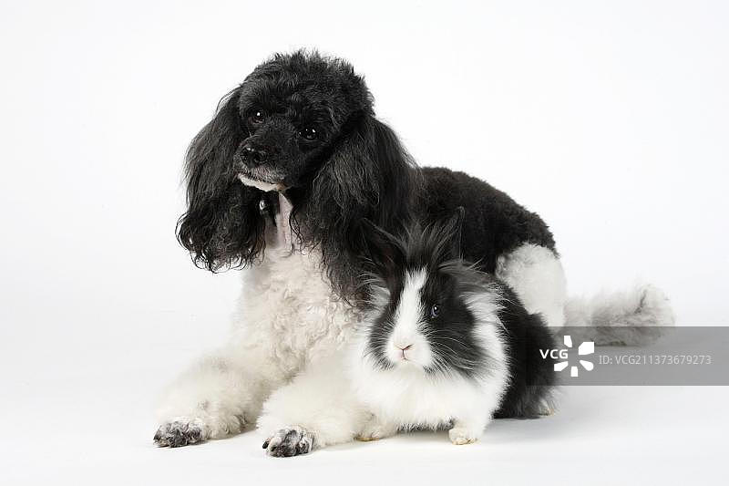 13周大的黑白小贵宾犬、哈利奎因犬和狮鬃兔图片素材