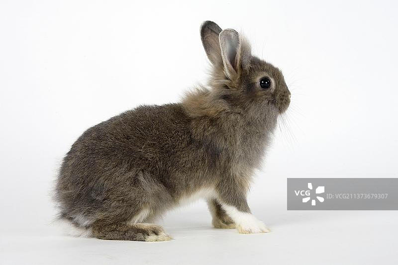 狮子兔宝宝图片素材