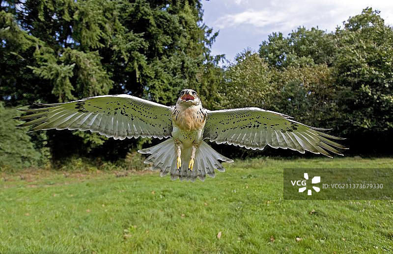 飞行中的铁锈色鹰图片素材