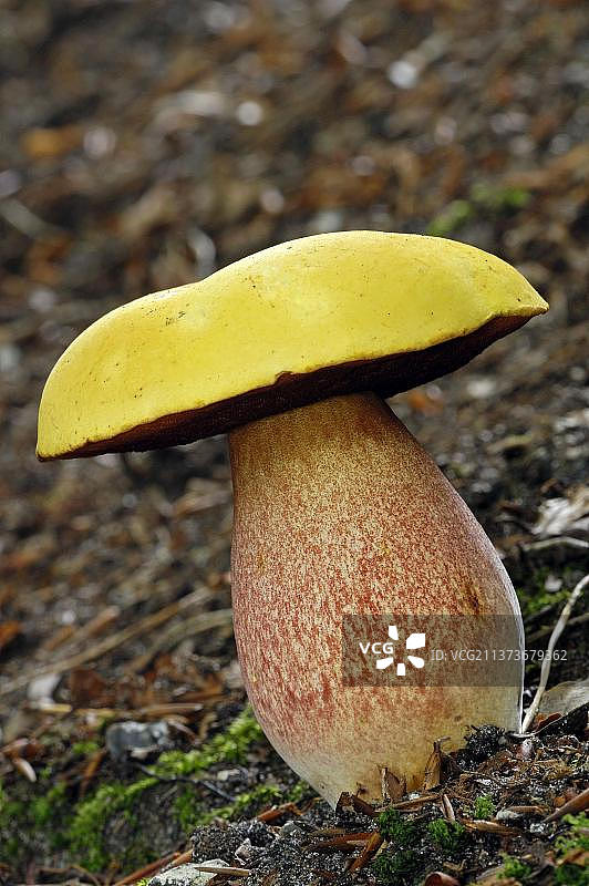 荷兰斑点柄真菌图片素材