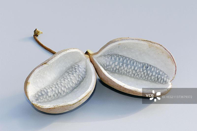 五叶木通果实，木通属，蓝瓜藤，木通科植物图片素材