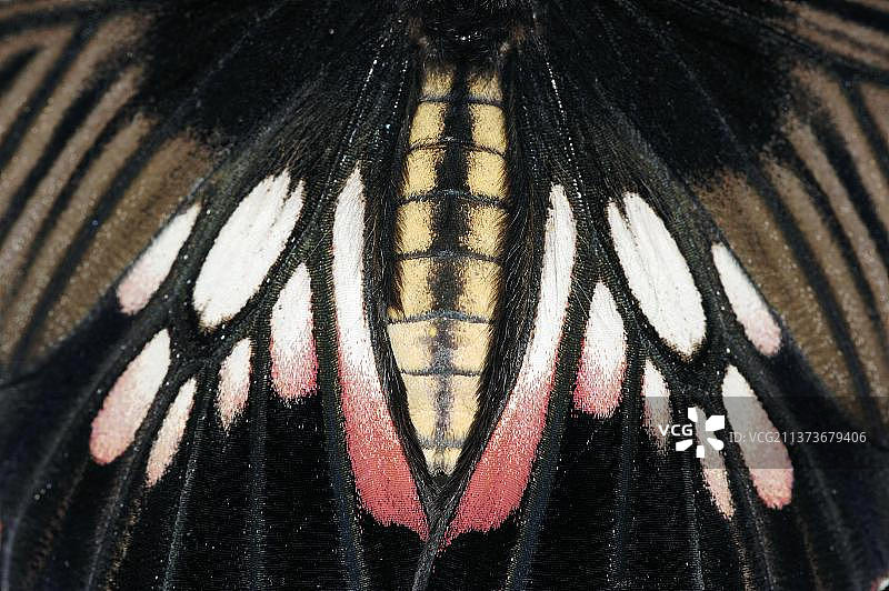 大麝凤蝶图片素材