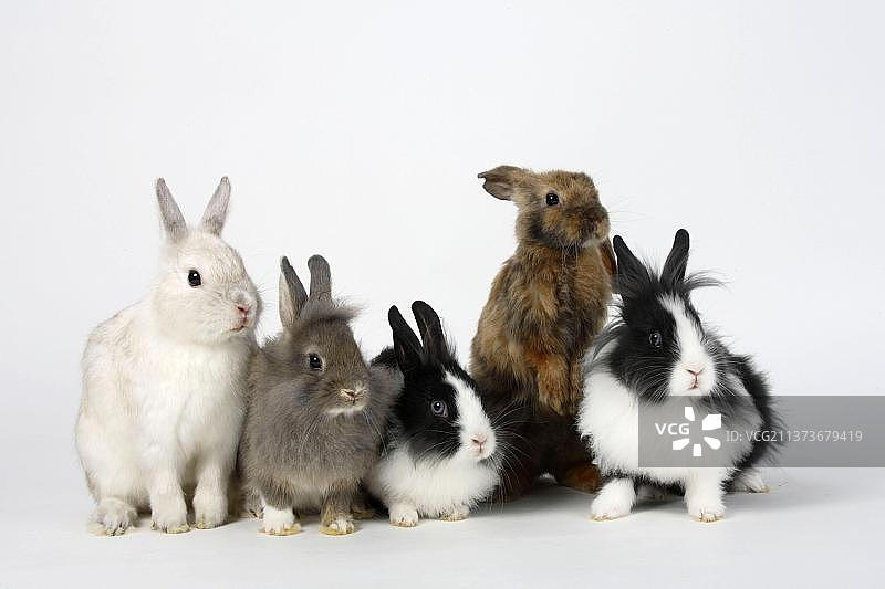 狮鬃侏儒兔，黑白珍珠色，13周，侏儒兔，彩色侏儒，缎面和缎面侏儒公羊，8周，狮头兔，家兔，缎面公羊，缎面侏儒公羊，侏儒公羊兔，公羊兔图片素材