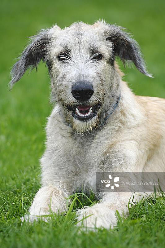 6个月大的爱尔兰猎狼犬图片素材