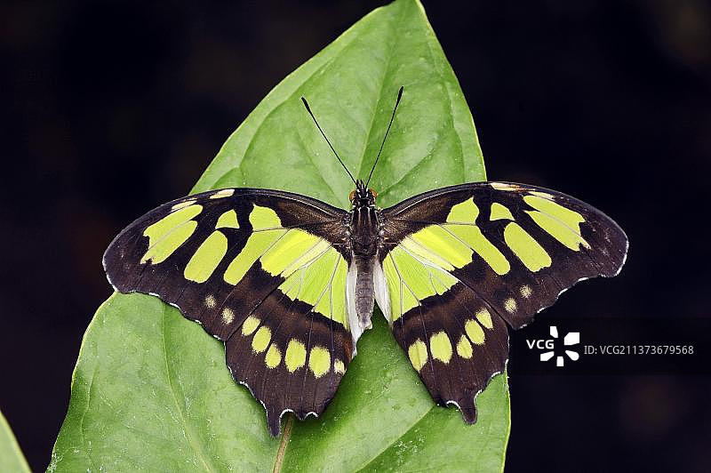 翠凤蝶图片素材