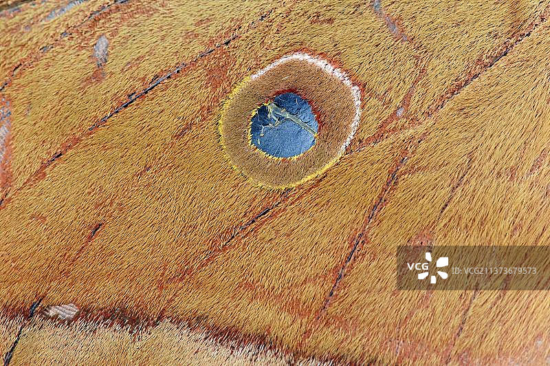 中国柞蚕蛾翅膀细节图片素材