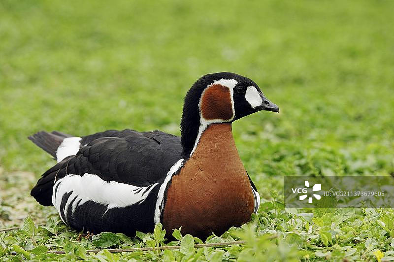 红胸黑雁图片素材