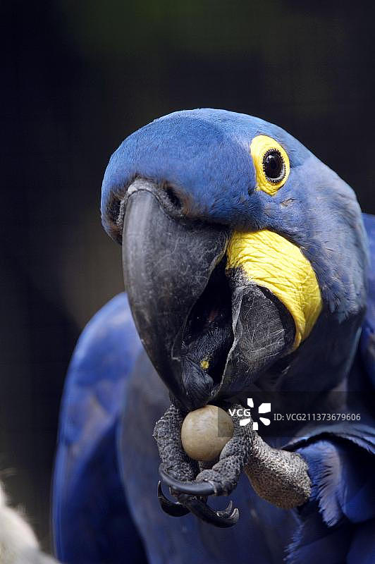 紫蓝金刚鹦鹉图片素材