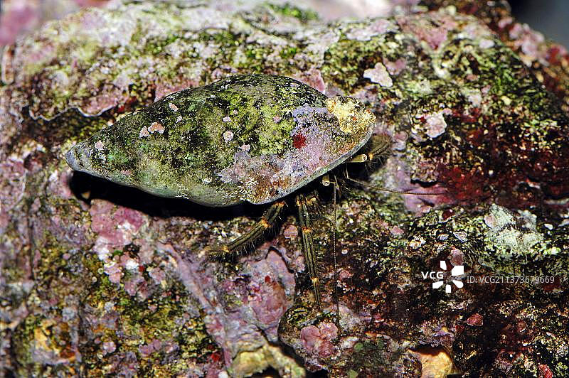 左撇子寄居蟹图片素材