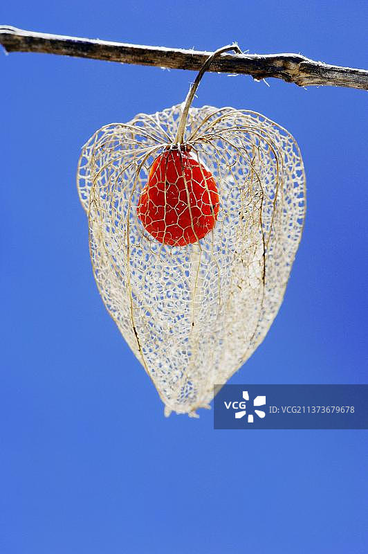 灯笼果（酸浆果），果实图片素材