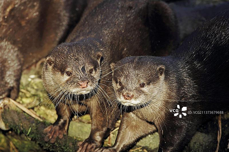 亚洲小爪水獭图片素材