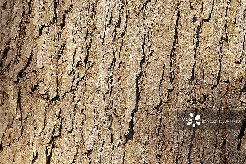 印度梓树树皮图片素材