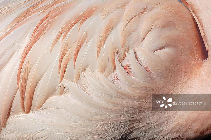 智利火烈鸟（Phoenicopterus chilensis）羽毛细节图片素材