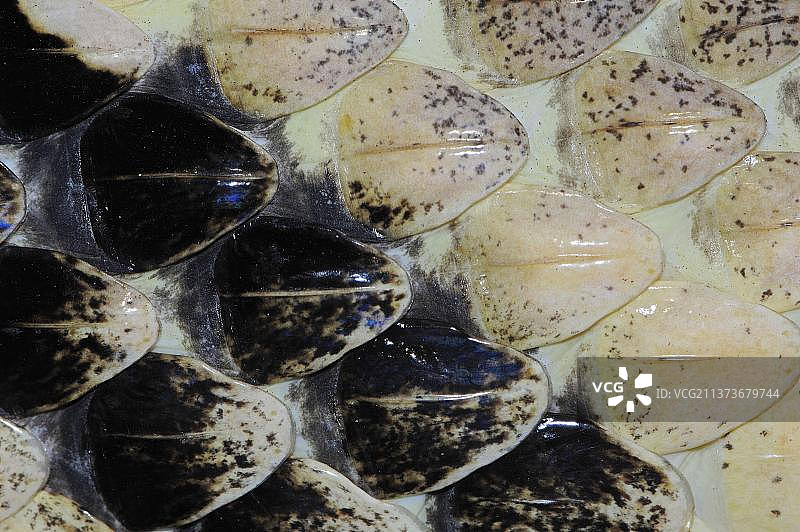 响尾蛇（Crotalus horridus）的皮肤细节图片素材