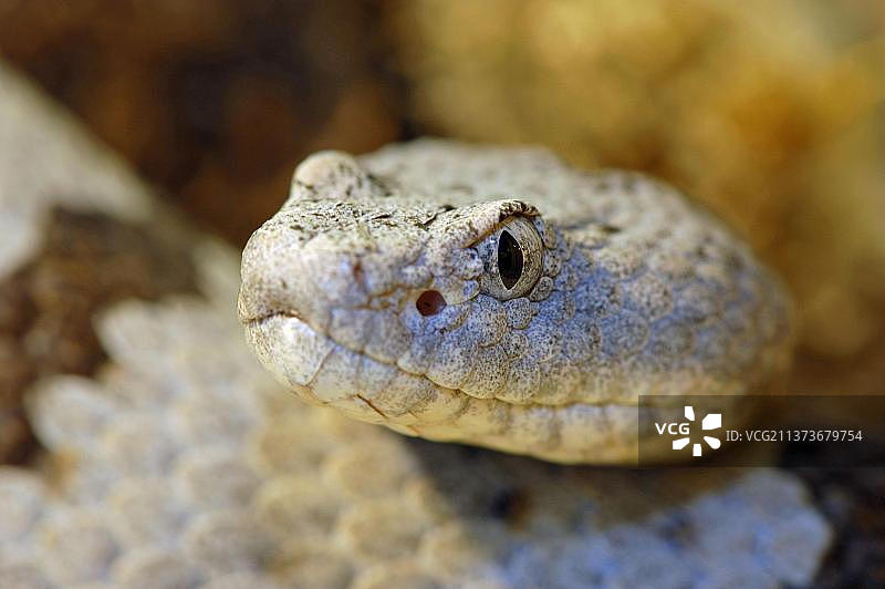斑岩响尾蛇图片素材