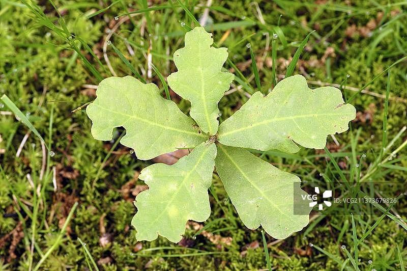 美国红橡树幼苗，法国，欧洲图片素材