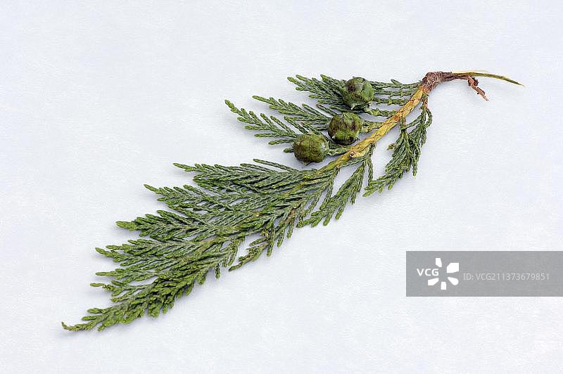 劳森柏（Chamaecyparis lawsoniana），带球果的树枝图片素材