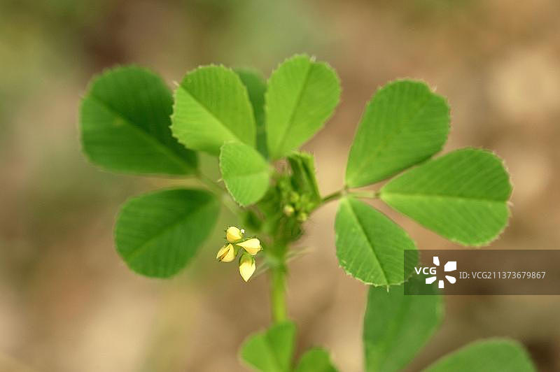 齿状苜蓿，普罗旺斯，法国南部（Medicago polymorpha），加州苜蓿，齿状三叶草图片素材