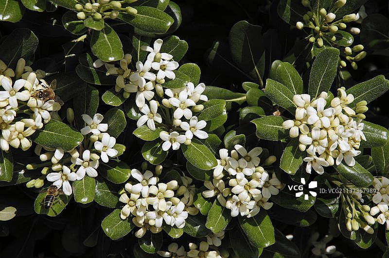 日本海桐图片素材