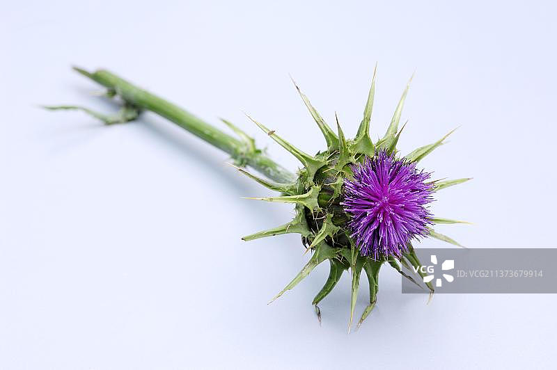 水飞蓟图片素材