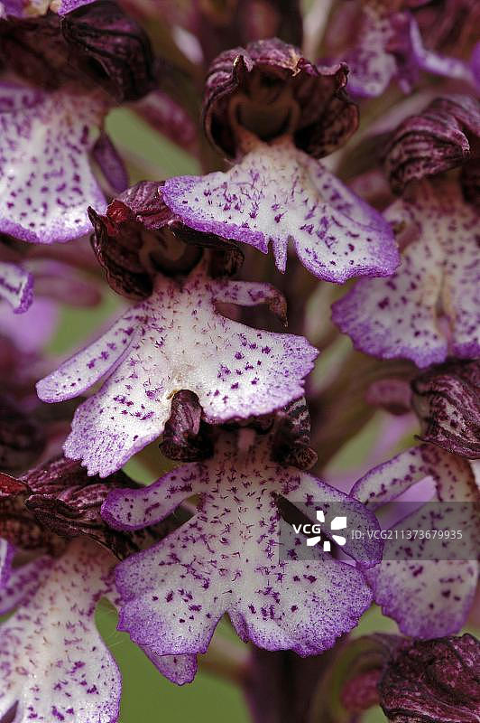 法国南部普罗旺斯，北方沼泽红门兰图片素材