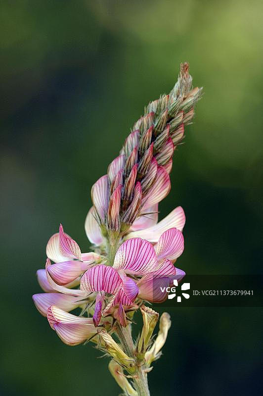 法国南部普罗旺斯的红豆草图片素材