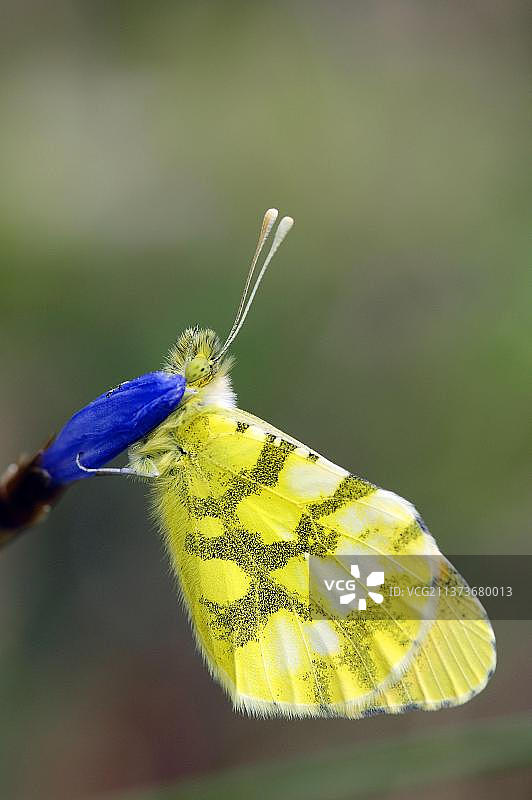 普罗旺斯橙色尖翅蝶，法国南部图片素材
