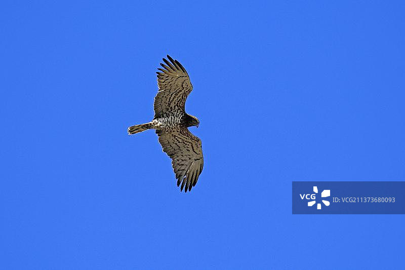 蛇雕，卡马格，普罗旺斯，法国南部图片素材