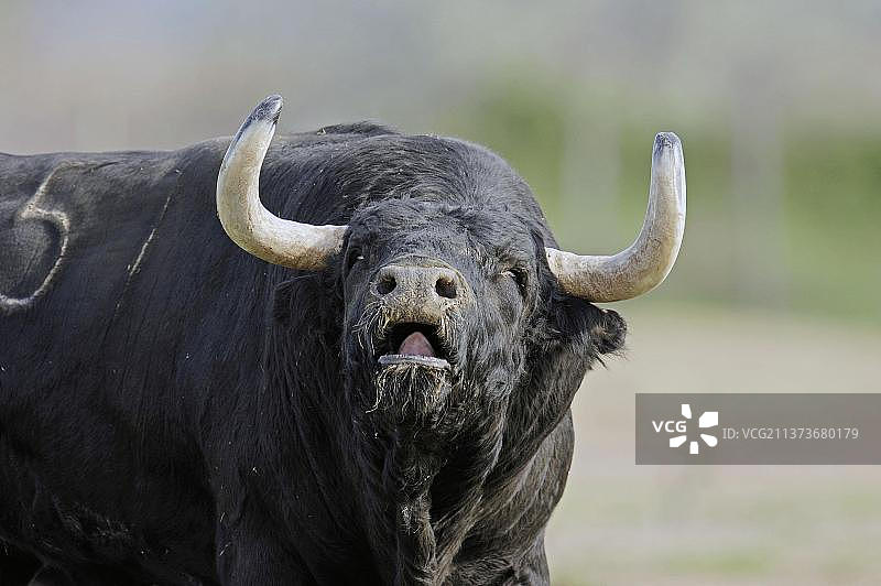 西班牙卡马格地区的牛图片素材