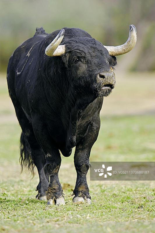 西班牙卡马格地区的牛图片素材