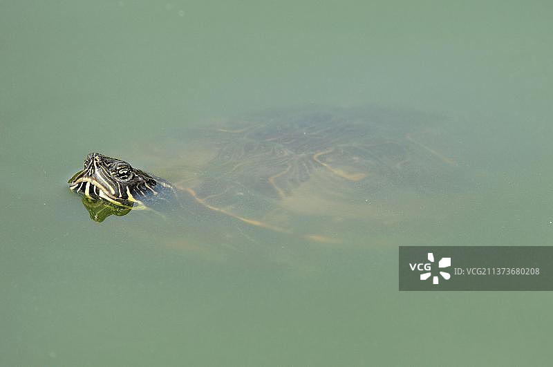 巴西龟图片素材