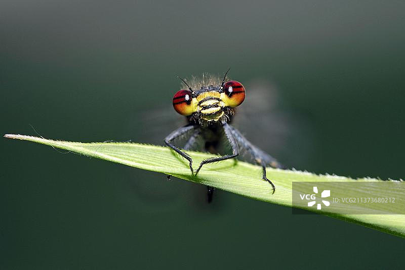 欧洲红色豆娘图片素材