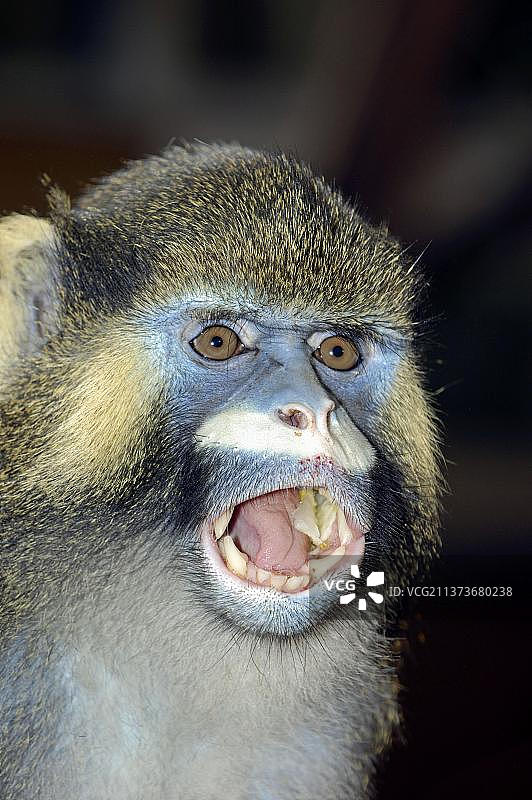 髭须猴图片素材