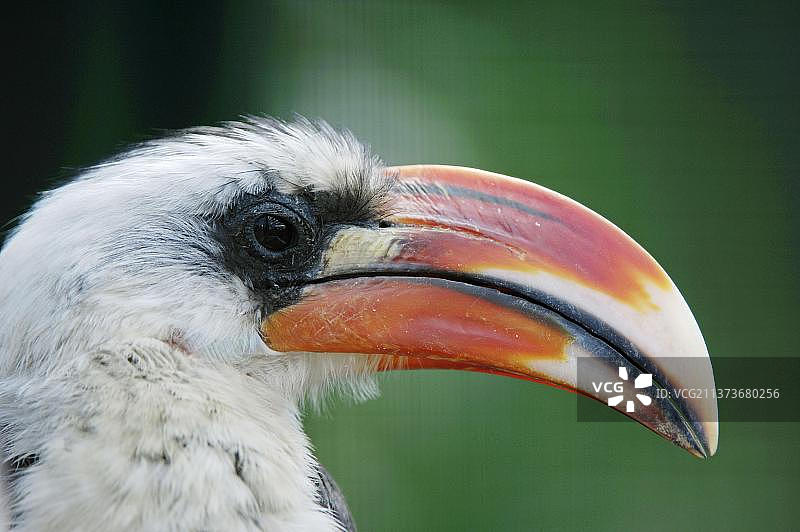 红嘴犀鸟侧面照图片素材