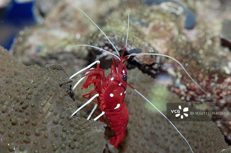 火焰虾图片素材