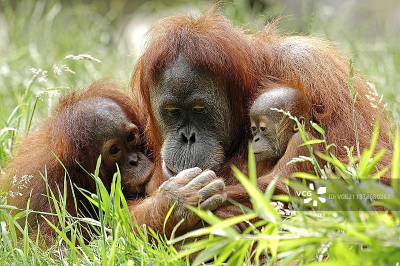 苏门答腊猩猩（雌性与幼崽）图片素材