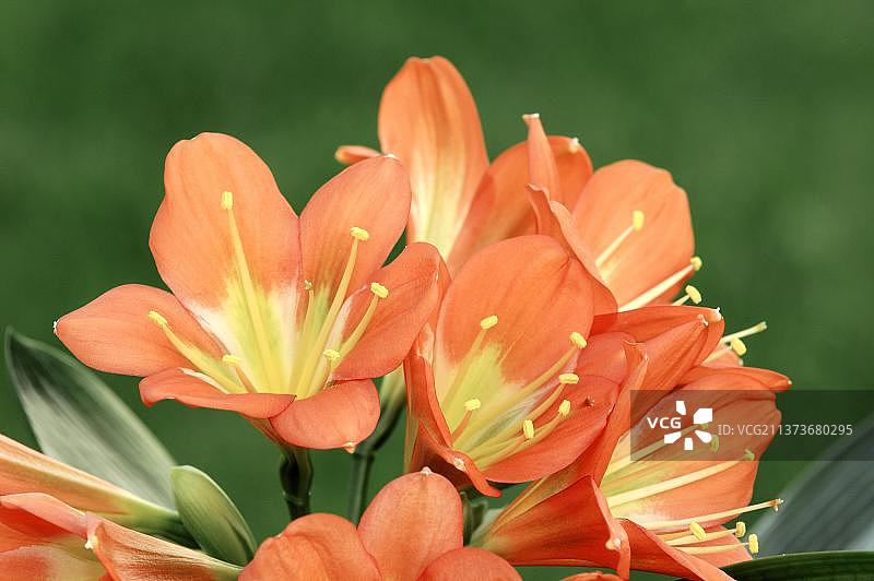 君子兰图片素材