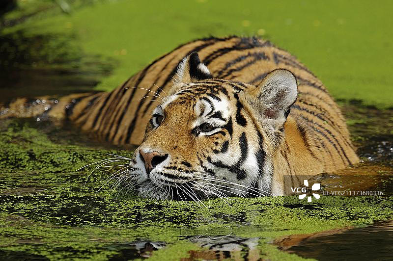 西伯利亚虎图片素材