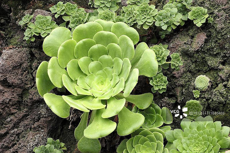 莲花掌图片素材